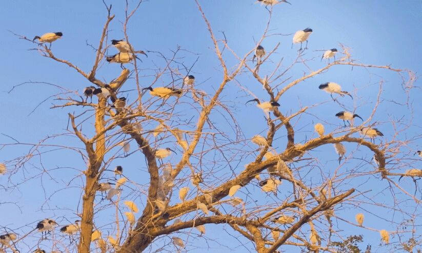 വിരുന്നുകാരായ കൊക്കുകൾ