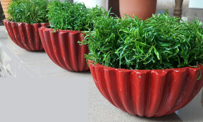 പുഷ്പനഗരമാകാനൊരുങ്ങി മണ്ണാർക്കാട് പുഷ്പനഗരമാകാനൊരുങ്ങി മണ്ണാർക്കാട്