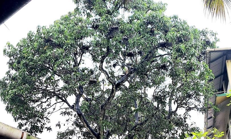 വിരുന്നുകാർ പതിവ് തെറ്റിച്ചില്ല; ബനാത്ത് യത്തീംഖാനയിൽ വീണ്ടും പക്ഷിക്കൂട്ടം