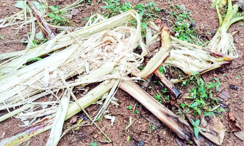 കല്ലൂപ്പാറ പഞ്ചായത്തിൽ കാട്ടുപന്നി ശല്യം രൂക്ഷം