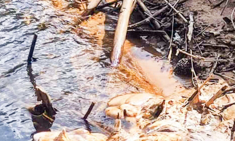 അറവുമാലിന്യം പുഴയിൽ തള്ളി; വെള്ളം മലിനമായി