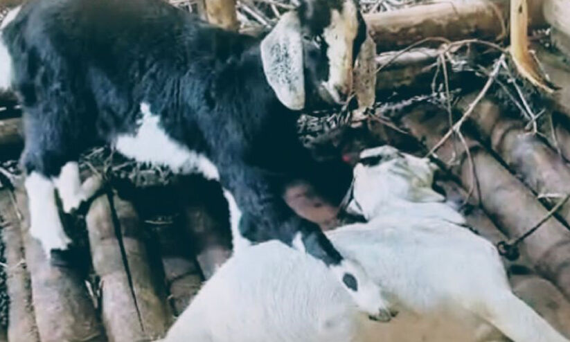 നെ​ന്മേ​നി​യി​ൽ വീ​ണ്ടും പു​ലി; ഭീ​തി​യൊ​ഴി​യാ​തെ ബ​ത്തേ​രി​യും മീ​ന​ങ്ങാ​ടി​യും