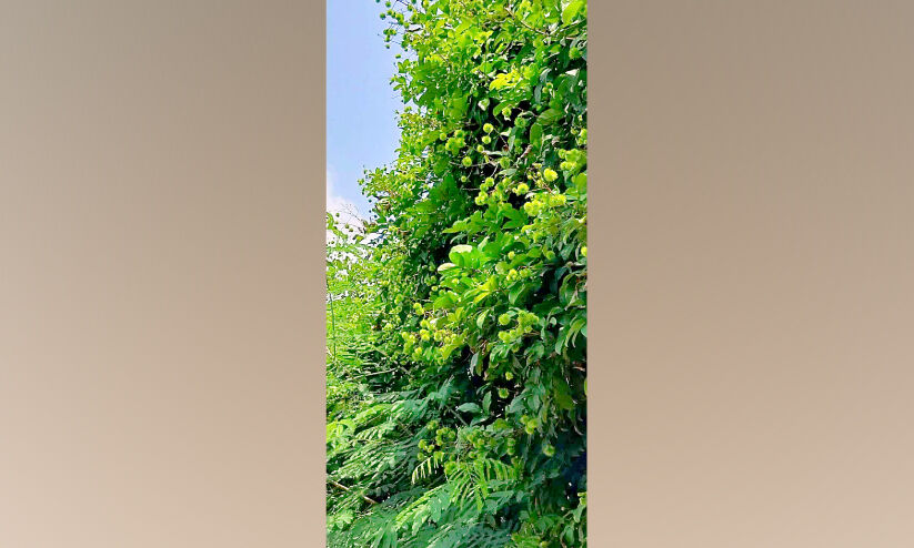 വേനൽമഴ: പരിയാരത്തെ റമ്പുട്ടാൻ കർഷകർ പ്രതീക്ഷയിൽ വേനൽമഴ: പരിയാരത്തെ റമ്പുട്ടാൻ കർഷകർ പ്രതീക്ഷയിൽ