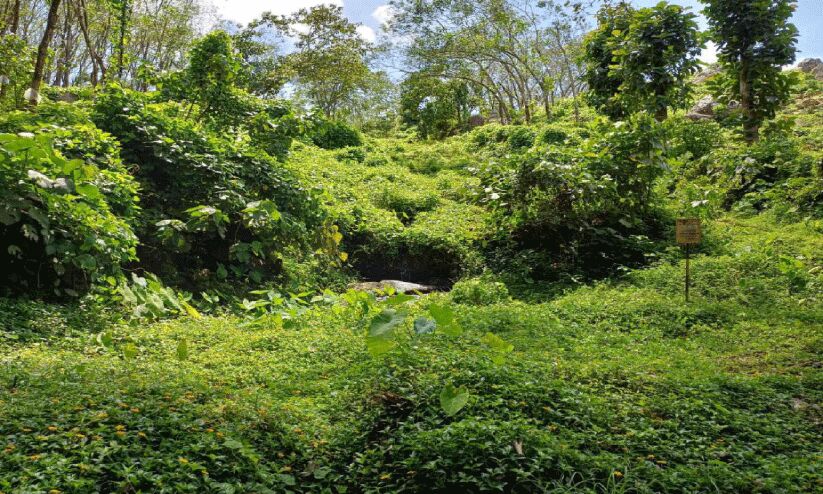 പരിപാലനമില്ല; ചോലക്കുളം നാശത്തിലേക്ക് പരിപാലനമില്ല; ചോലക്കുളം നാശത്തിലേക്ക്