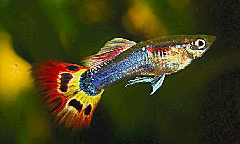 കൊതുകിനെ തിന്നും ഗപ്പി കൊതുകിനെ തിന്നും ഗപ്പി