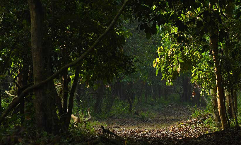 കാട്ടാനകളെ തുരത്താൻ ഓപറേഷൻ ഗജമുക്തി ഇന്നുമുതൽ കാട്ടാനകളെ തുരത്താൻ ഓപറേഷൻ ഗജമുക്തി ഇന്നുമുതൽ
