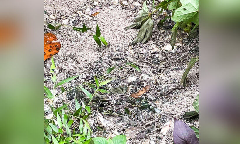 മാരങ്കുളം-നിർമലപുരം റോഡിൽ മാലിന്യം തള്ളൽ രൂക്ഷം