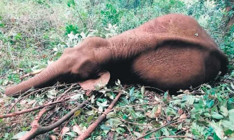 അഞ്ച് വർഷം: വൈദ്യുതാഘാതമേറ്റ് ചത്തത് 335 മൃഗങ്ങൾ അഞ്ച് വർഷം: വൈദ്യുതാഘാതമേറ്റ് ചത്തത് 335 മൃഗങ്ങൾ