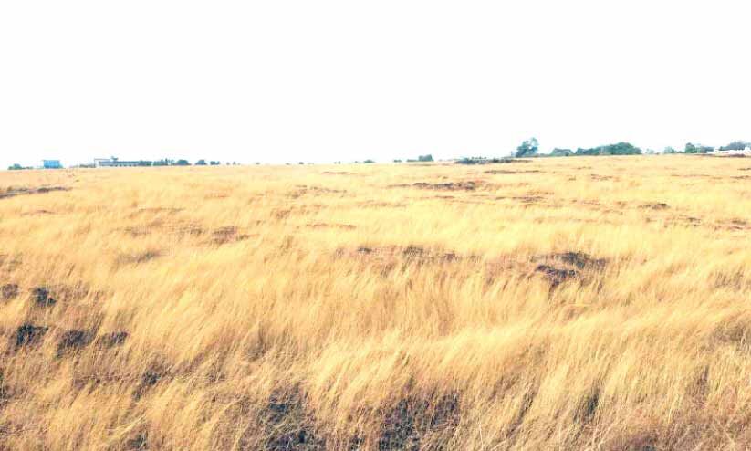 ഡൈമേറിയ പുൽമേടുകളുടെ സ്വർണവർണം പുതച്ച് മാടായിപ്പാറ