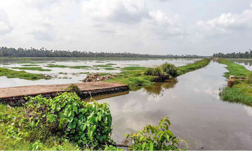 പൊക്കാളി പാടശേഖരങ്ങൾ വനാമി ചെമ്മീൻ കൃഷിയിലേക്ക്; കൃഷിമന്ത്രിക്ക് നിവേദനവുമായി പരിസ്ഥിതിപ്രവർത്തകർ പൊക്കാളി പാടശേഖരങ്ങൾ വനാമി ചെമ്മീൻ കൃഷിയിലേക്ക്; കൃഷിമന്ത്രിക്ക് നിവേദനവുമായി പരിസ്ഥിതിപ്രവർത്തകർ
