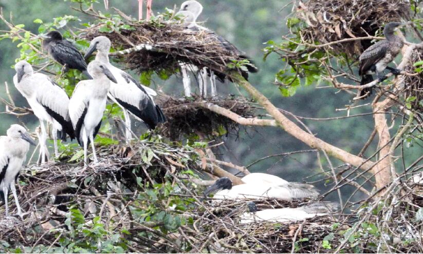 മലപ്പുറം ജി​ല്ല​യി​ൽ കൊ​റ്റി​ല്ല​ങ്ങ​ൾ സ​ജീ​വം; വി​ദേ​ശി​ക​ൾ പ​ല​രും സ്വ​ദേ​ശി​ക​ളാ​യി