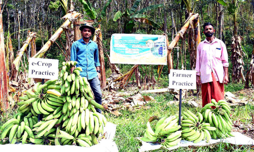 എ.ഐ സാങ്കേതികതയിൽ കൃഷി; നെടുമങ്ങാട്ട് കൃഷിയിടങ്ങള് ഇനി സ്മാര്ട്ടാകും എ.ഐ സാങ്കേതികതയിൽ കൃഷി; നെടുമങ്ങാട്ട് കൃഷിയിടങ്ങള് ഇനി സ്മാര്ട്ടാകും
