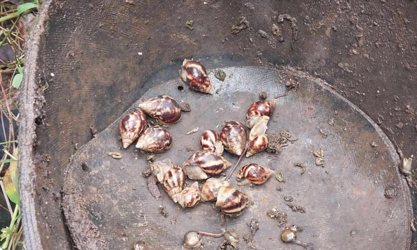 ആഫ്രിക്കന് ഒച്ചിന്റെ സാന്നിധ്യം ചെറുപുഴ ടൗണിലും ആഫ്രിക്കന് ഒച്ചിന്റെ സാന്നിധ്യം ചെറുപുഴ ടൗണിലും