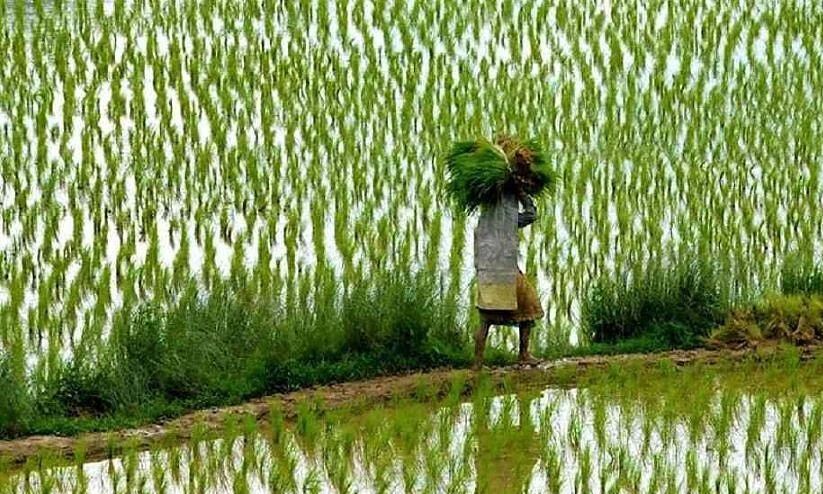 ഈ​ വ​ർ​ഷം പു​ഞ്ച​കൃ​ഷി കൊ​യ്ത്ത് ഒ​ന്നി​ച്ച്​ എ​ത്തി​യേ​ക്കും; സം​വി​ധാ​ന​മൊ​രു​ക്കാ​തെ സ​ർ​ക്കാ​ർ