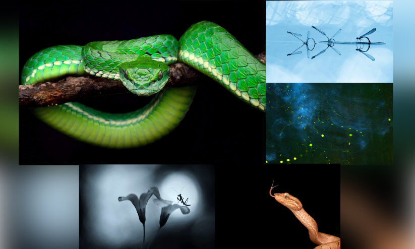 മിന്നാമിനുങ്ങുകളുടെ ലോകം