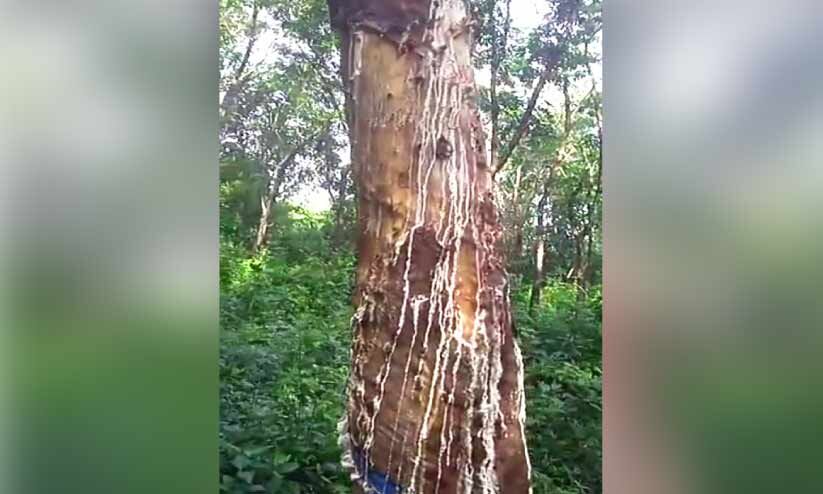 ആറളം ഫാം; കാട്ടാനകൾ റബർ പ്ലാന്റേഷനിൽ നാശം വിതക്കുന്നു ആറളം ഫാം; കാട്ടാനകൾ റബർ പ്ലാന്റേഷനിൽ നാശം വിതക്കുന്നു