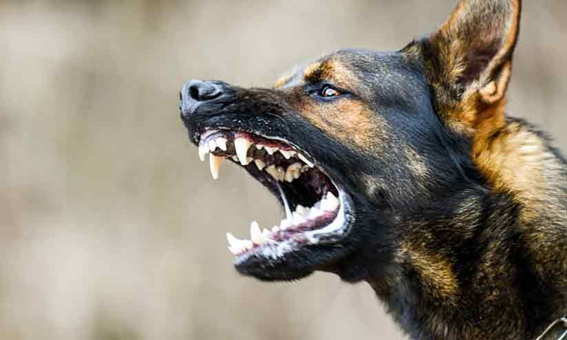 വാഴപ്പള്ളിയിൽ എട്ടുപേരെ കടിച്ച തെരുവുനായ്​ക്ക്​ പേവിഷബാധ