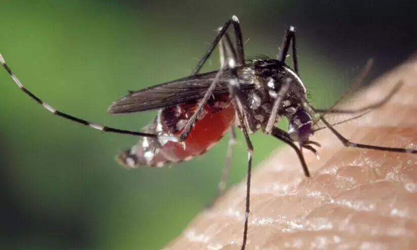 ‘ഡെങ്കിപ്പനിക്കെതിരെ ജാഗ്രത പുലർത്തണം’ ‘ഡെങ്കിപ്പനിക്കെതിരെ ജാഗ്രത പുലർത്തണം’