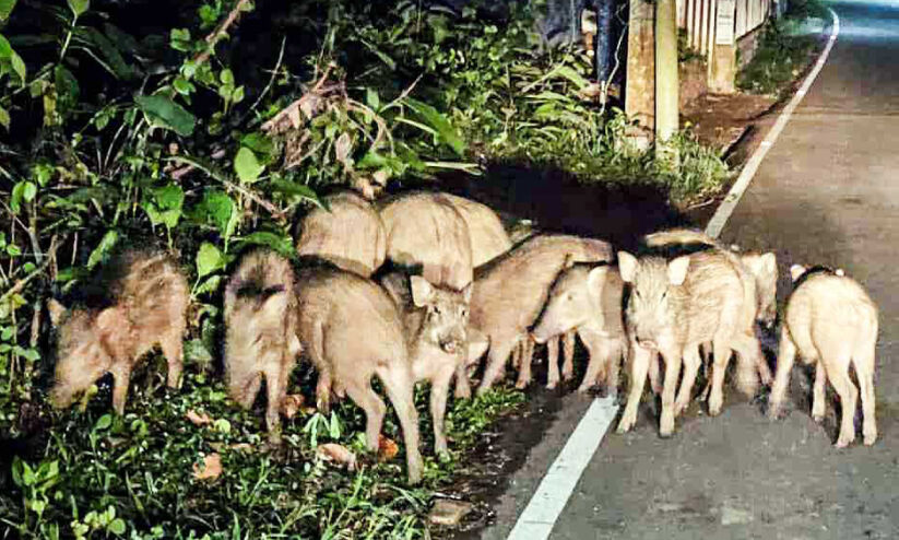 കർഷകരുടെ ദുരിതത്തിന്​​ ശമനമില്ല; പന്നി ശല്യം രൂക്ഷം