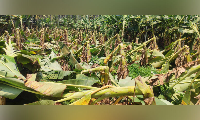ശക്തമായ കാറ്റിലും മഴയിലും വൻ കൃഷിനാശം ശക്തമായ കാറ്റിലും മഴയിലും വൻ കൃഷിനാശം