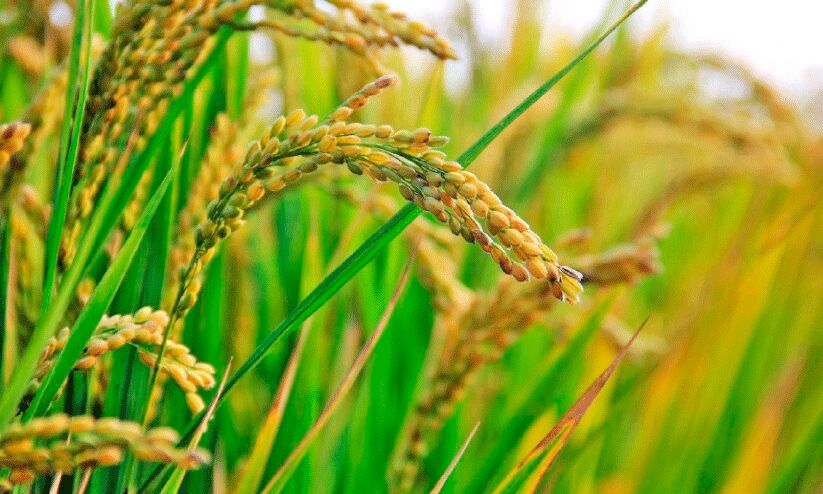 നെല്ല് സംഭരണം; വിലയിൽ നയം വ്യക്തമാക്കാതെ സർക്കാർ നെല്ല് സംഭരണം; വിലയിൽ നയം വ്യക്തമാക്കാതെ സർക്കാർ