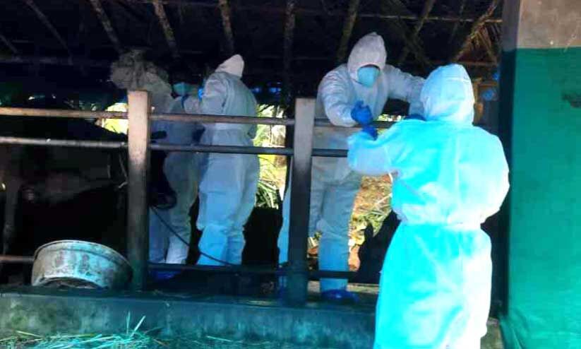 നി​പ ബാ​ധി​ച്ച്​ മ​രി​ച്ച കു​ട്ടി​യു​ടെ വീ​ട്ടി​ലെ കോ​ഴി​ക​ളി​ൽ​നി​ന്ന്​ ര​ക്​​ത​സാ​മ്പി​ളു​ക​ൾ ശേ​ഖ​രി​ച്ചു