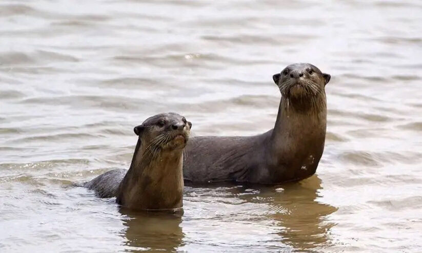 പൊയ്യയിൽ നീർനായ് ശല്യം രൂക്ഷം പൊയ്യയിൽ നീർനായ് ശല്യം രൂക്ഷം