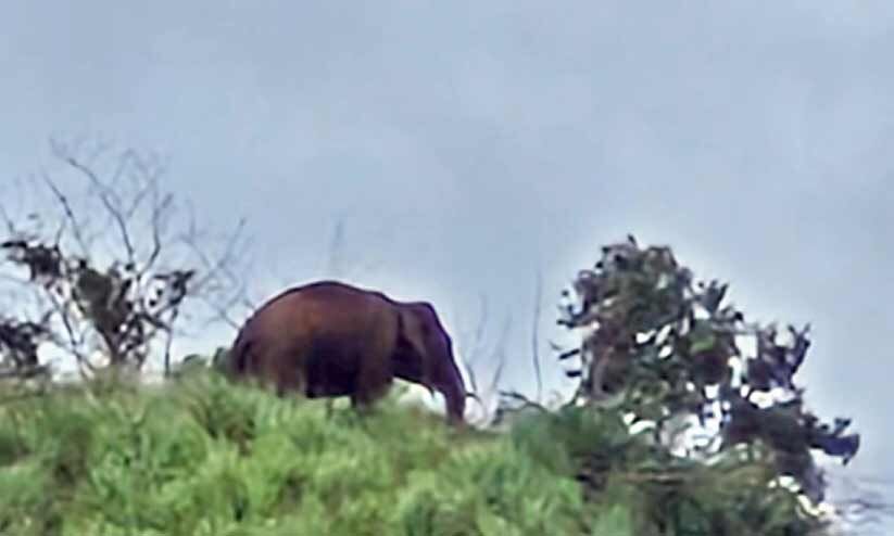 നി​ല​ക്കാ​തെ കൊ​ല​വി​ളി...