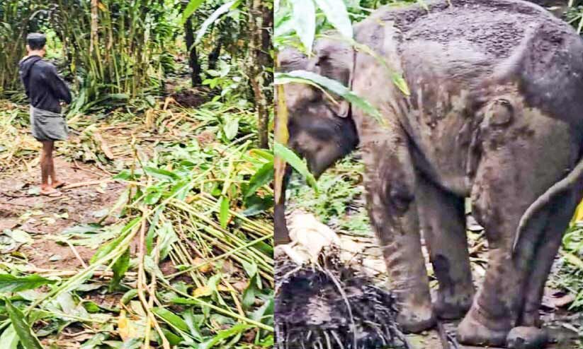 തുമ്പിപ്പാറയിൽ കാട്ടാനക്കൂട്ടമിറങ്ങി; വ്യാപകമായി ഏലകൃഷി നശിപ്പിച്ചു