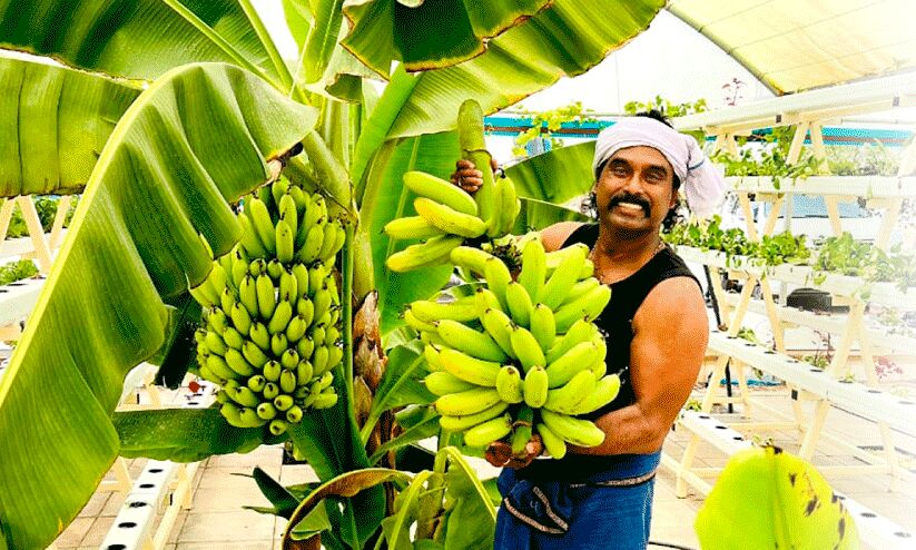 മരുഭൂമിയിലെ കേരളഗ്രാമം മരുഭൂമിയിലെ കേരളഗ്രാമം