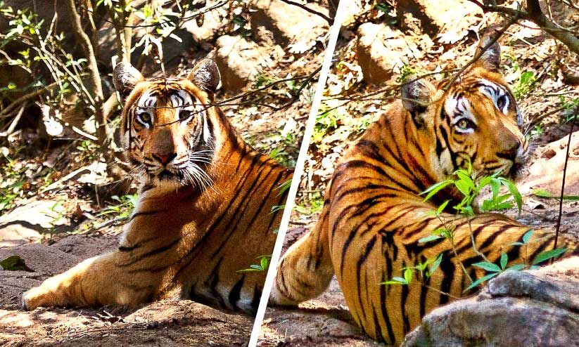 വനം വകുപ്പിനും നിശ്ചയമില്ല വയനാട്ടിൽ കടുവകളെത്രയെന്ന്! വനം വകുപ്പിനും നിശ്ചയമില്ല വയനാട്ടിൽ കടുവകളെത്രയെന്ന്!