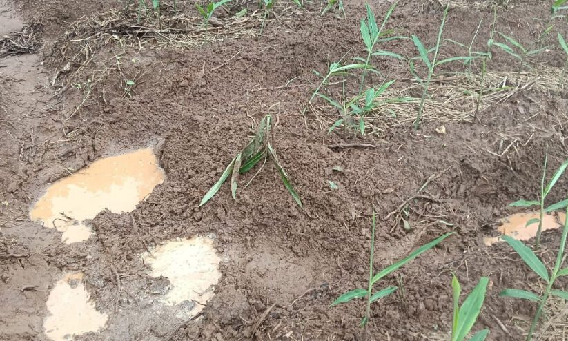 പു​ൽ​പ​ള്ളി​യി​ൽ കാ​ട്ടാ​ന ശ​ല്യം രൂ​ക്ഷം, കൃ​ഷി ന​ശി​ച്ചു