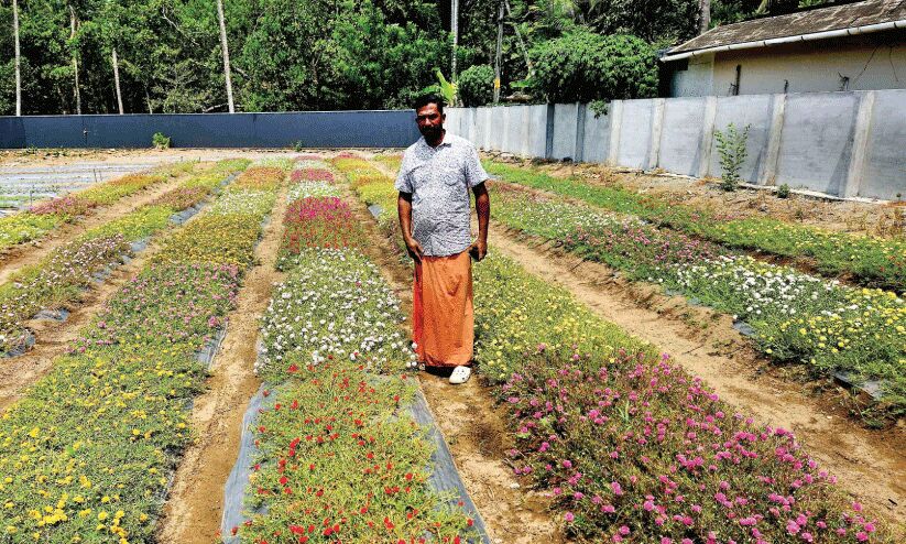 ഇത് ചെന്ത്രാപ്പിന്നിയുടെ പത്തുമണി വസന്തം ഇത് ചെന്ത്രാപ്പിന്നിയുടെ പത്തുമണി വസന്തം