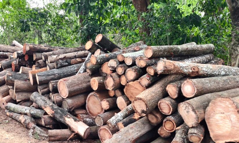 കൊടും വരള്ച്ചയിലും തിരുനെല്ലിയില് വ്യാപക മരംമുറി; ഉദ്യോഗസ്ഥര് ഒത്താശ ചെയ്യുന്നതായി ആരോപണം കൊടും വരള്ച്ചയിലും തിരുനെല്ലിയില് വ്യാപക മരംമുറി; ഉദ്യോഗസ്ഥര് ഒത്താശ ചെയ്യുന്നതായി ആരോപണം