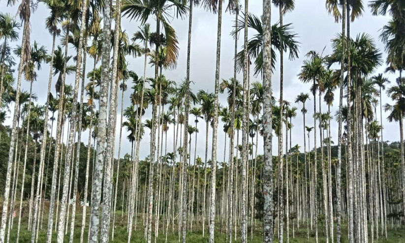 അ​ട​ക്ക​ വി​ല ഉ​യ​രു​മ്പോ​ഴും ക​ർ​ഷ​ക​ർ​ക്ക് ക​ണ്ണീ​ർ