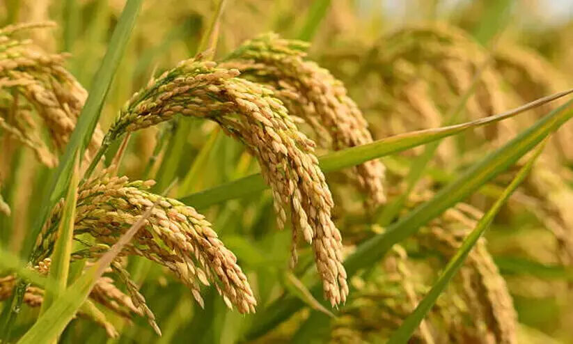 നെല്ലിന്റെ ഗുണനിലവാരക്കുറവ്; വീഴ്ച സർക്കാറിന്റെ, ശിക്ഷ കർഷകർക്കും നെല്ലിന്റെ ഗുണനിലവാരക്കുറവ്; വീഴ്ച സർക്കാറിന്റെ, ശിക്ഷ കർഷകർക്കും