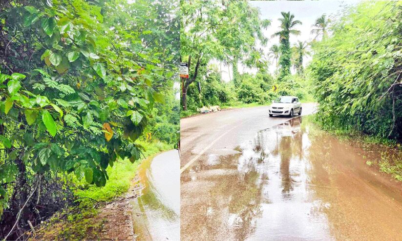 കാടുമൂടി വിമാനത്താവള റോഡ് കാടുമൂടി വിമാനത്താവള റോഡ്