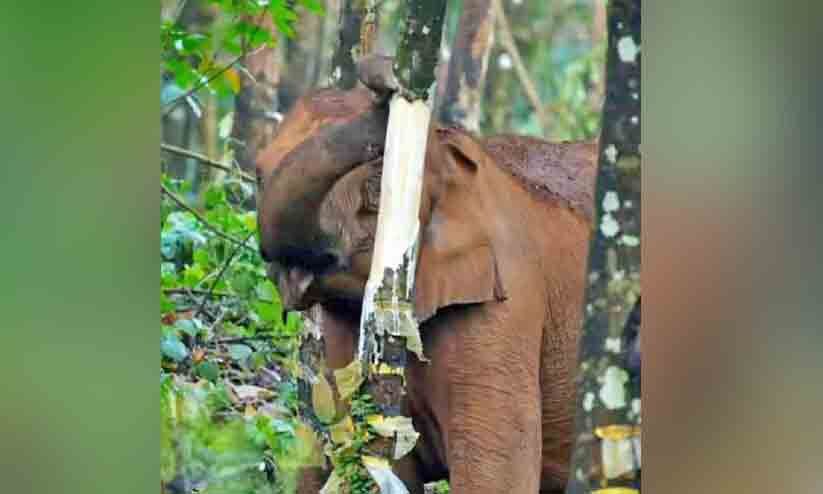 ആറളം ഫാമിന്റെ റബർ തോട്ടത്തിൽ നാശം വിതച്ച് കാട്ടാനക്കൂട്ടം ആറളം ഫാമിന്റെ റബർ തോട്ടത്തിൽ നാശം വിതച്ച് കാട്ടാനക്കൂട്ടം