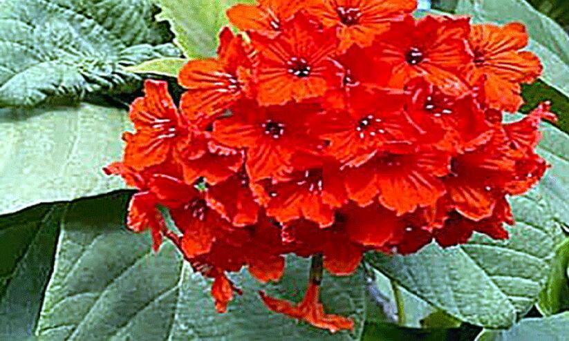 ജെറേനിയം ട്രീ ജെറേനിയം ട്രീ