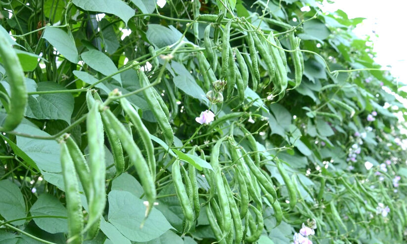 പ്രോട്ടീന് കലവറ, വീട്ടുവളപ്പിൽ കൃഷി ചെയ്യാൻ അനുയോജ്യം; അമരപ്പയർ നടാൻ ഇത് നല്ല സമയം പ്രോട്ടീന് കലവറ, വീട്ടുവളപ്പിൽ കൃഷി ചെയ്യാൻ അനുയോജ്യം; അമരപ്പയർ നടാൻ ഇത് നല്ല സമയം