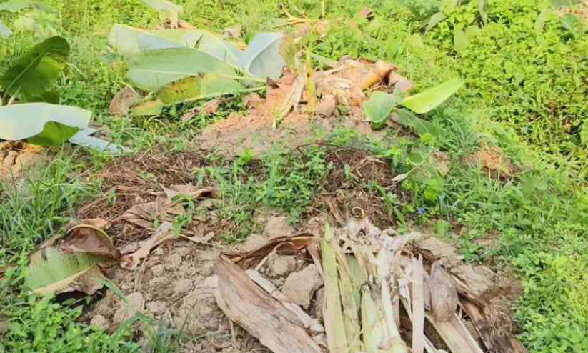 പന്നിശല്യം; പൊറുതിമുട്ടി കർഷകർ പന്നിശല്യം; പൊറുതിമുട്ടി കർഷകർ