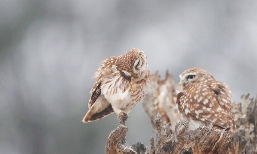 ബുറൈമിയിലെ മൂങ്ങകൾ; ഫീൽഡ് സർവേയുമായി പരിസ്ഥിതി അതോറിറ്റി ബുറൈമിയിലെ മൂങ്ങകൾ; ഫീൽഡ് സർവേയുമായി പരിസ്ഥിതി അതോറിറ്റി