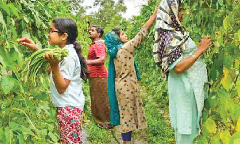 മണ്ണിൽ പൊന്നുവിളയിച്ച്​ സമീറും കുടുംബവും
