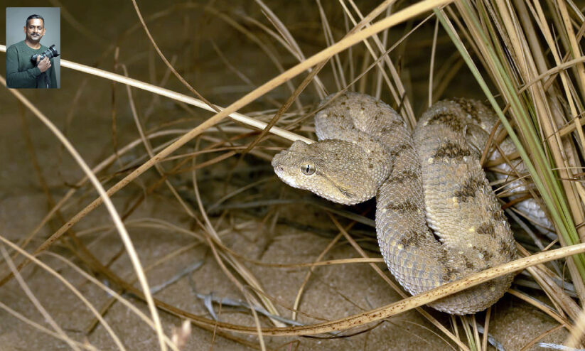 പേടിപ്പെടുത്തുന്ന മരുഭൂ ഇഴ ജീവികൾ പേടിപ്പെടുത്തുന്ന മരുഭൂ ഇഴ ജീവികൾ