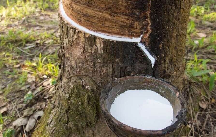 ചിരട്ടപ്പാൽ ഇറക്കുമതി: നിലപാട്​ മാറ്റാതെ കേന്ദ്രം, ആശങ്കയിൽ റബർ കർഷകർ