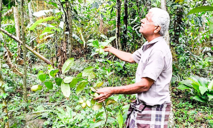 ‘പ്രാകൃതം’; ഈ 65 സെന്‍റിൽ വിളയുന്നു​ നാനൂറിലധികം ഫലവൃക്ഷങ്ങൾ