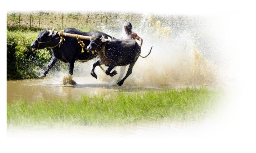 ഉരുക്കരുത്തിന്റെ കന്നുതെളി ഉത്സവം ഉരുക്കരുത്തിന്റെ കന്നുതെളി ഉത്സവം