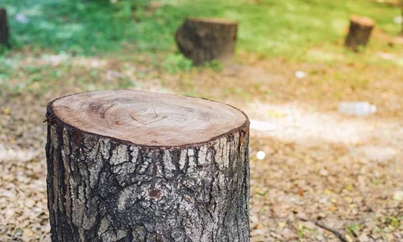 സർക്കാർ മരംമുറിച്ചു കടത്തി; പൊതുമരാമത്ത് അസി.എൻജിനീയർക്കും കരാറുകാരനുമെതിരെ കേസ്