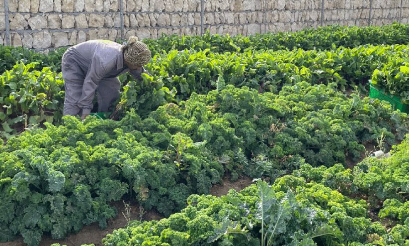 കാർഷിക മേഖല കുതിക്കുന്നു; 2030ഓടെ 856 ദശലക്ഷം റിയാൽ കവിയും കാർഷിക മേഖല കുതിക്കുന്നു; 2030ഓടെ 856 ദശലക്ഷം റിയാൽ കവിയും