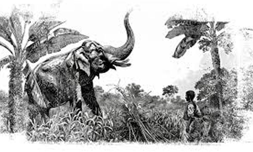 വ​ന്യ​ജീ​വി ആ​ക്ര​മ​ണം; ഇ​ര​ക​ൾ​ക്ക് ന​ൽ​കാ​നു​ള്ള​ത്​ 4.61 കോ​ടി